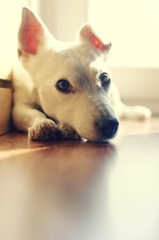 dog chillout