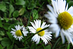 mravec