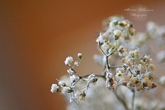 Macro I.