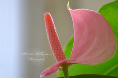 Macro II.
