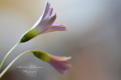 Macro IV.