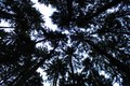 top of the wood