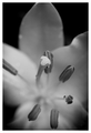 Drops