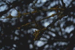 Moss