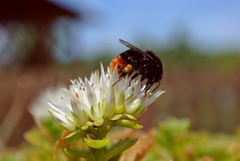 Bee