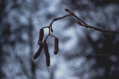 Purple in dark