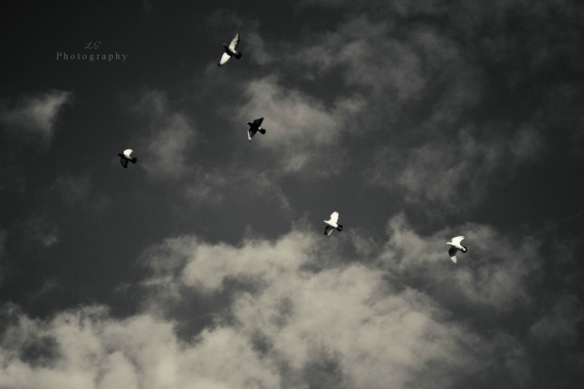 Birds flying high ..