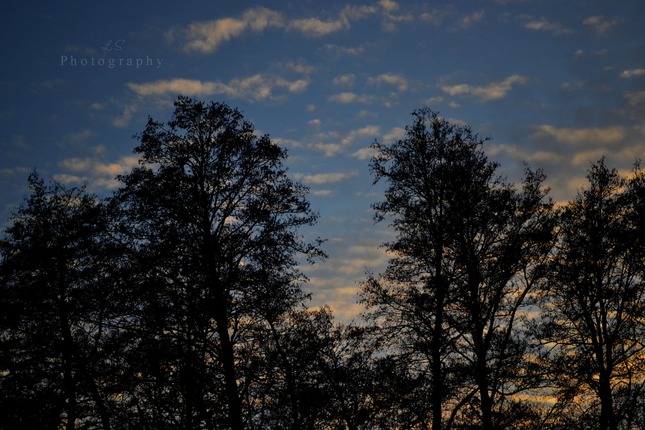 Tree in evening