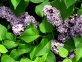 can you smell it?