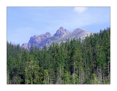 bradavica
