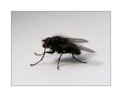 bzzzz