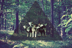 wolfs