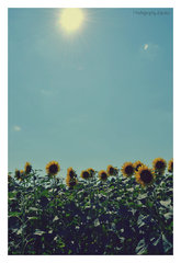 Sun, summerflower