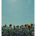 Sun, summerflower
