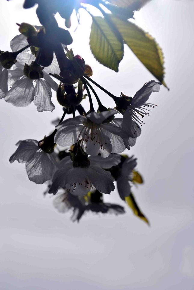 Kvitnúca haluz čerešňová