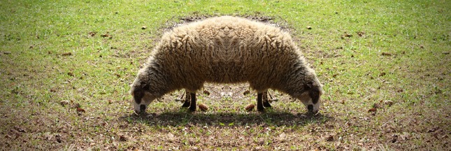 double sheep