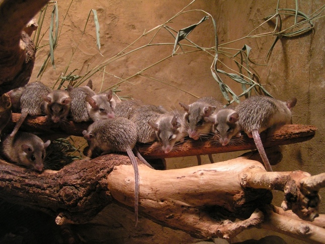 Potkaníci