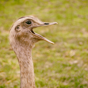 Nandu