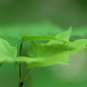 Green living
