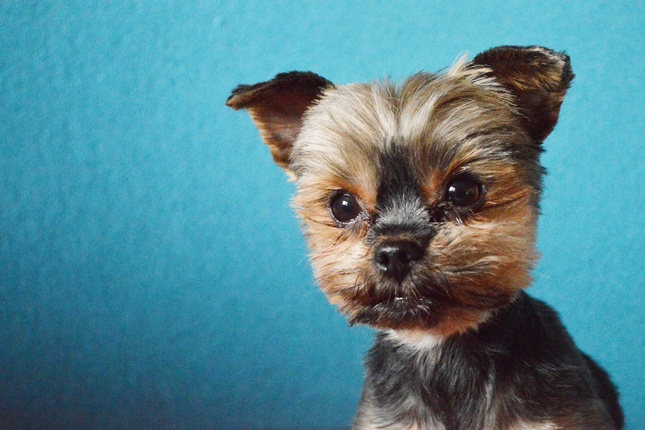 Nelka