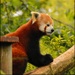 Panda cervena