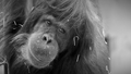 Orangutan Bornejsky