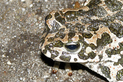 Ropucha zelená (Bufo viridis)