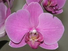 ORCHIDEA