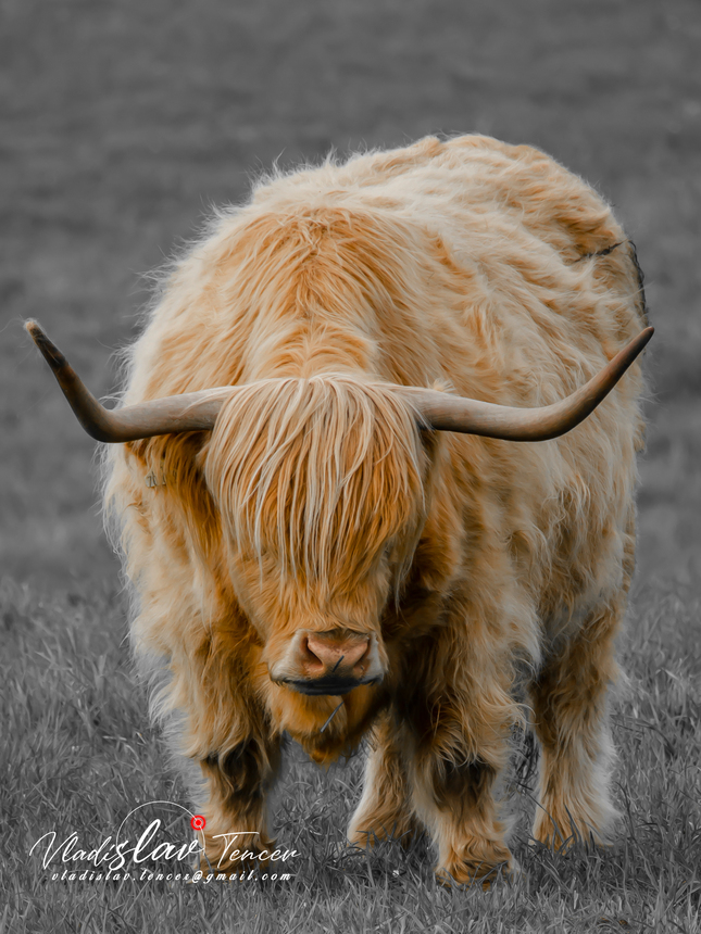 Cow/Skotland