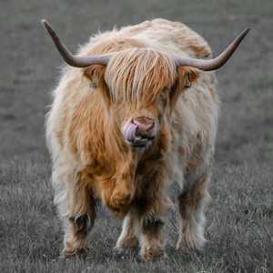 Cow/Skotland