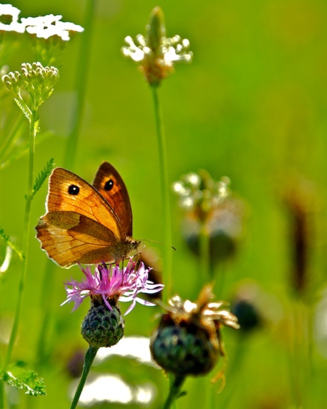 opalovanie na kvietku :)