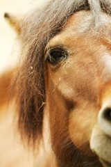konik