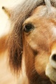 konik