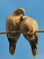 love is in the air