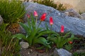 tulipaniky