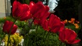 tulipaniky