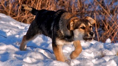 haf :)