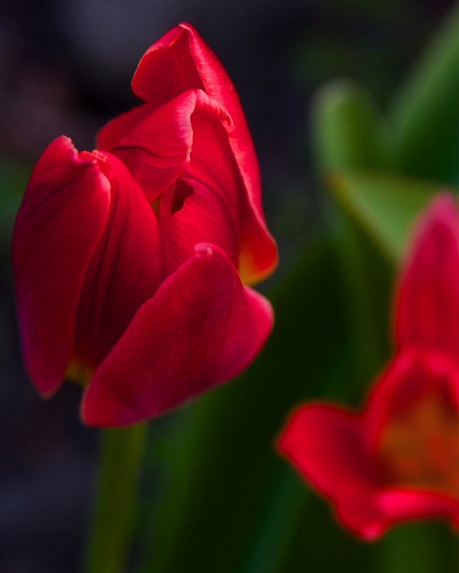 tulipanik pre radost :)