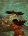 siren
