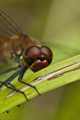 Sympetrum sanguineum
