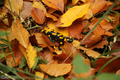 °Salamandra škvrnitá°
