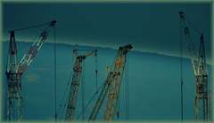 stádo divých žeriavov