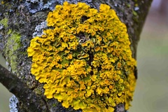 cudzopasnik