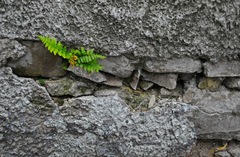 greencrete