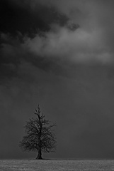 veterný strom