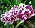 Orchidea