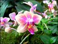 Orchidea