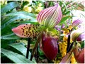 Orchidea