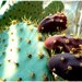 Kaktus - detail