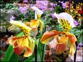 Orchidei